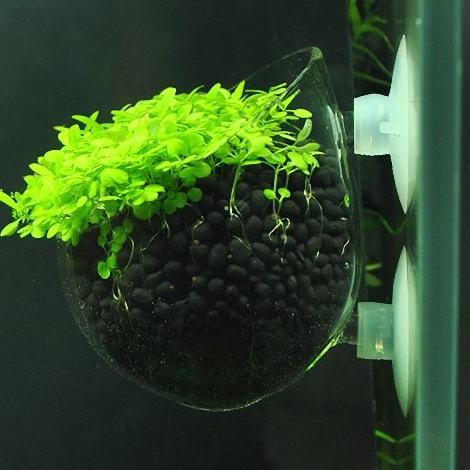 Aquarium Plant Live - Держатель для аквариумных растений, стеклянный горшок