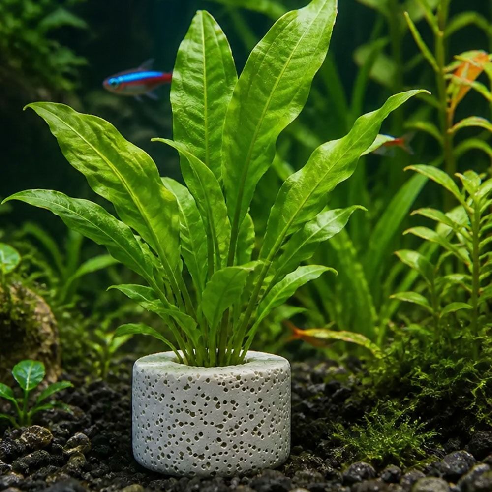 Planted Aquarium Pictures - 10 шт. утяжеленных колец для фиксации