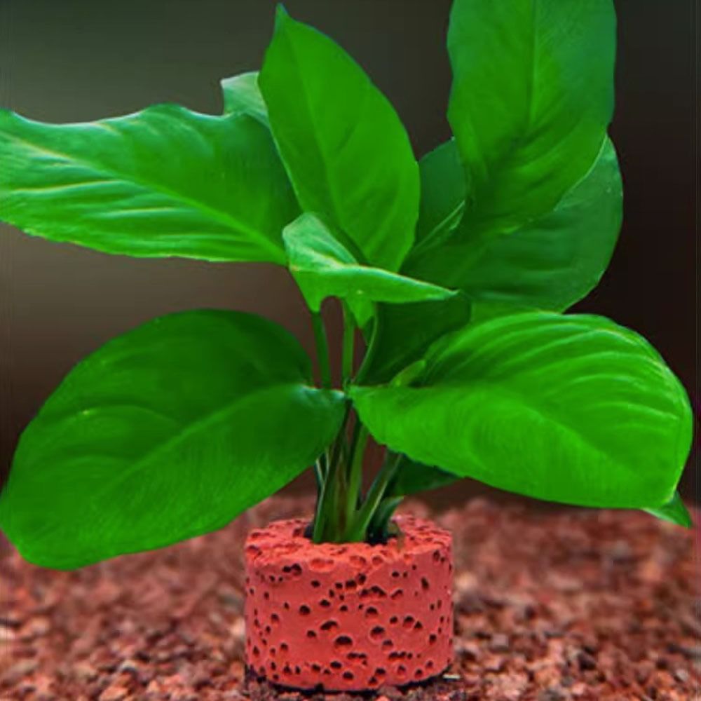 10 шт. утяжеленных колец для ф – обзор и цена Planted Aquarium Pictures