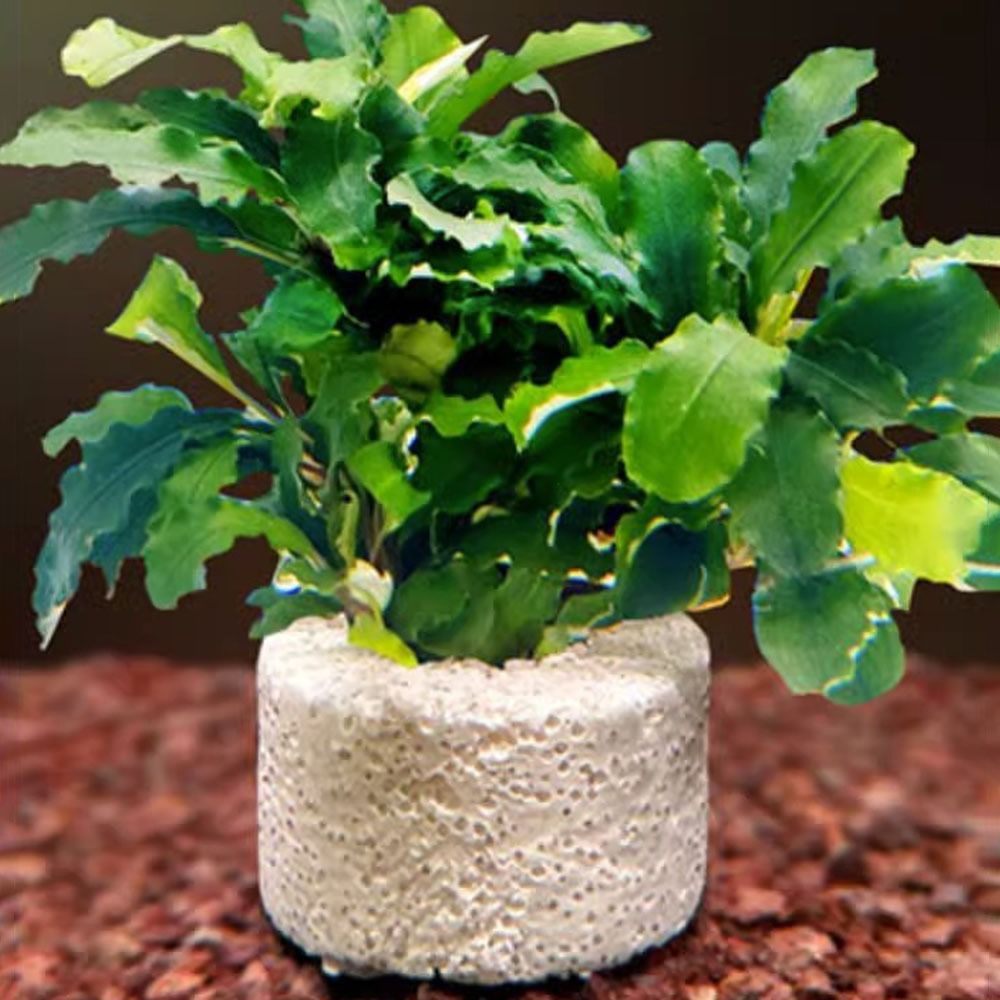 10 шт. утяжеленных колец для ф – обзор и цена Planted Aquarium Pictures