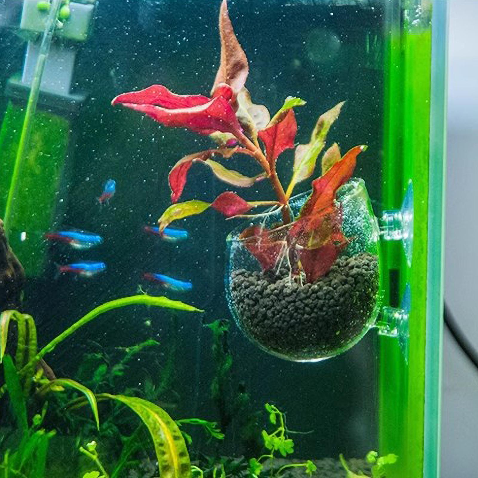 Держатель для аквариумных раст – обзор и цена Aquarium Plant Live