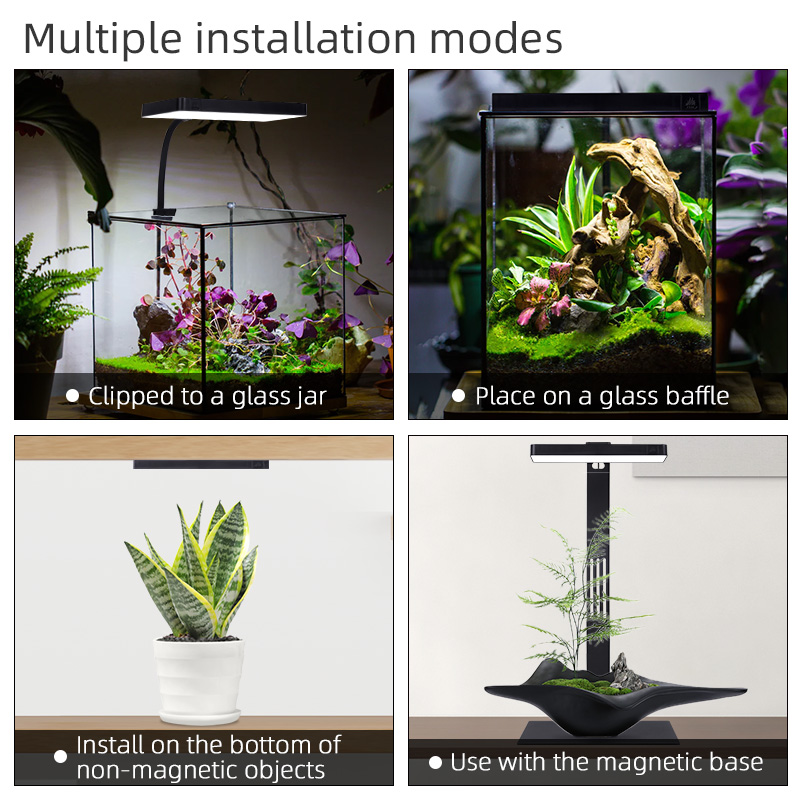 Горячая распродажа: мини-свети – обзор и цена Aquarium Plants For Sale