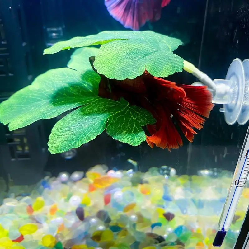 Гамак из листьев рыбы Betta, д – обзор и цена Planted Aquarium Betta