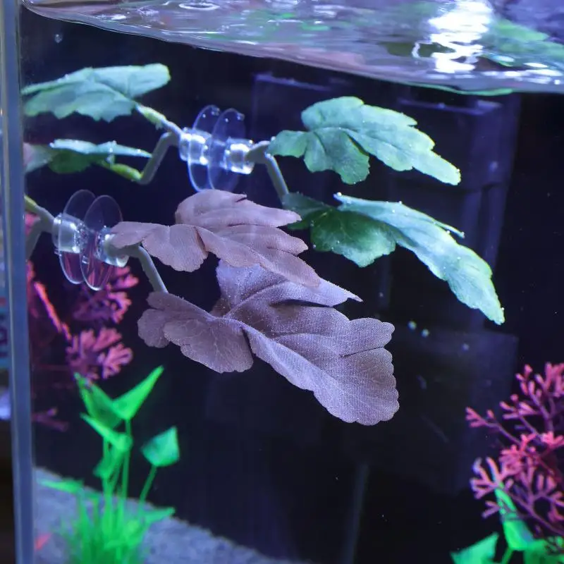 Гамак из листьев рыбы Betta, д – обзор и цена Planted Aquarium Betta