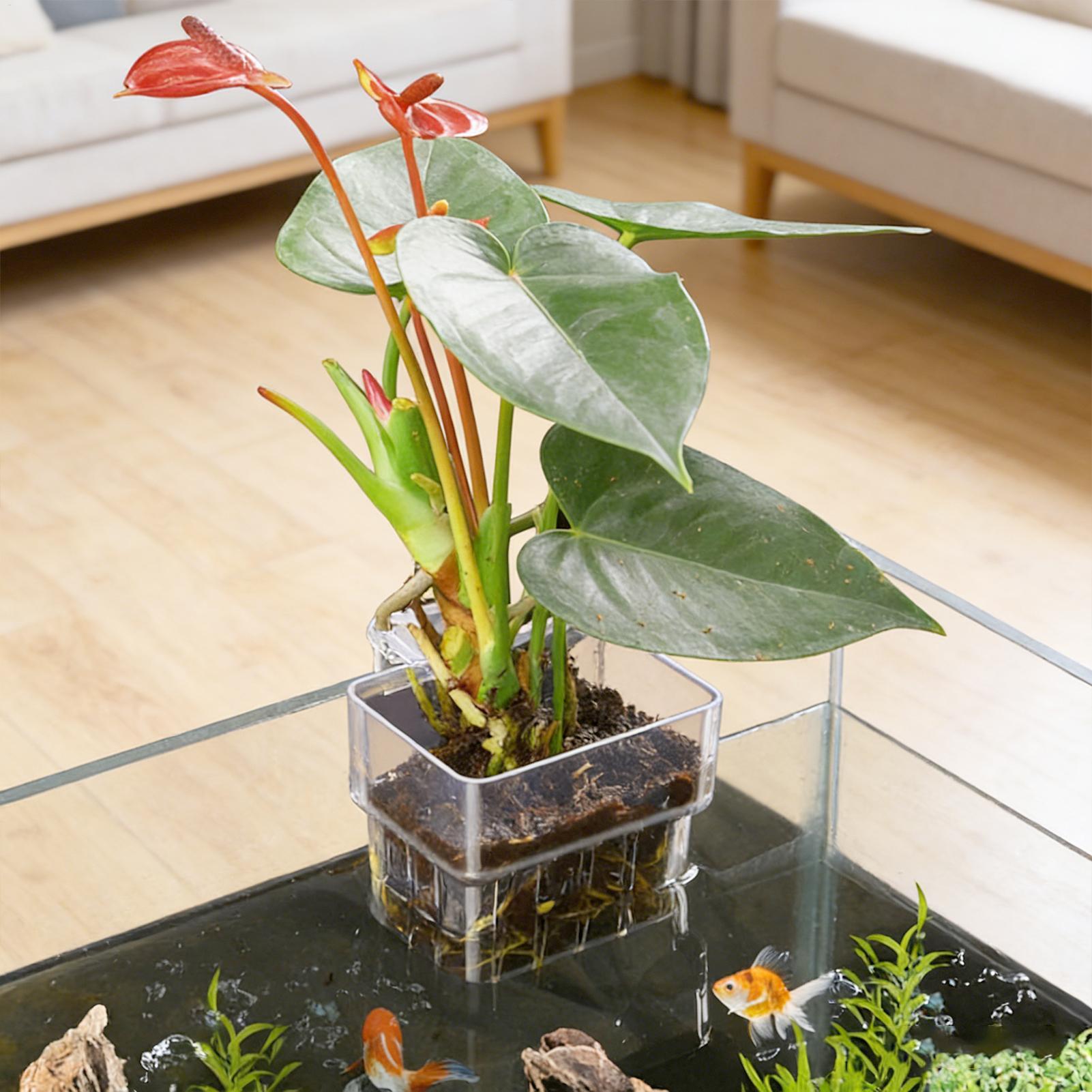 Прозрачный подвесной горшок-де – обзор и цена Aquarium Plant Live
