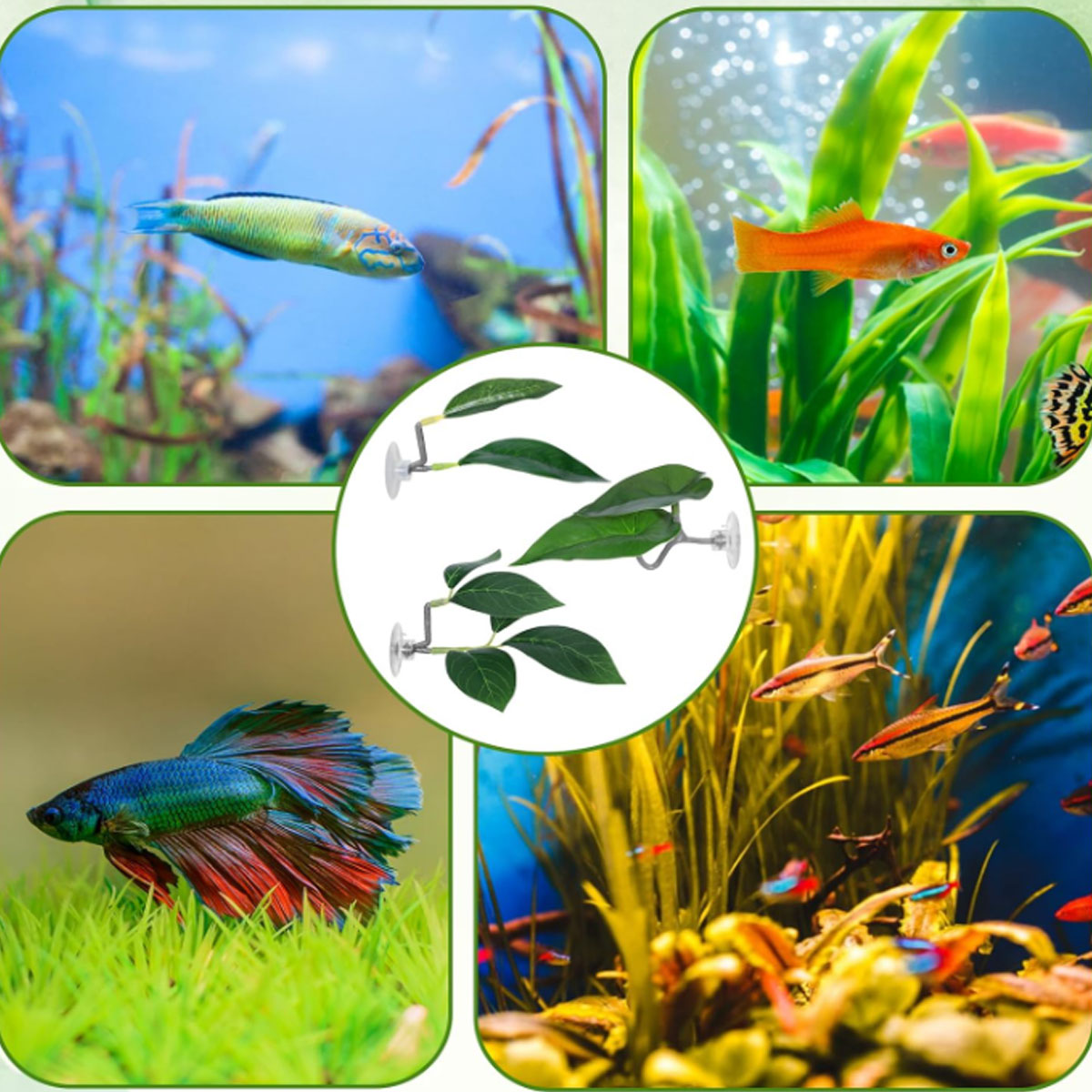 1 шт. Гамак для рыбок Бетта, м – обзор и цена Planted Aquarium Betta