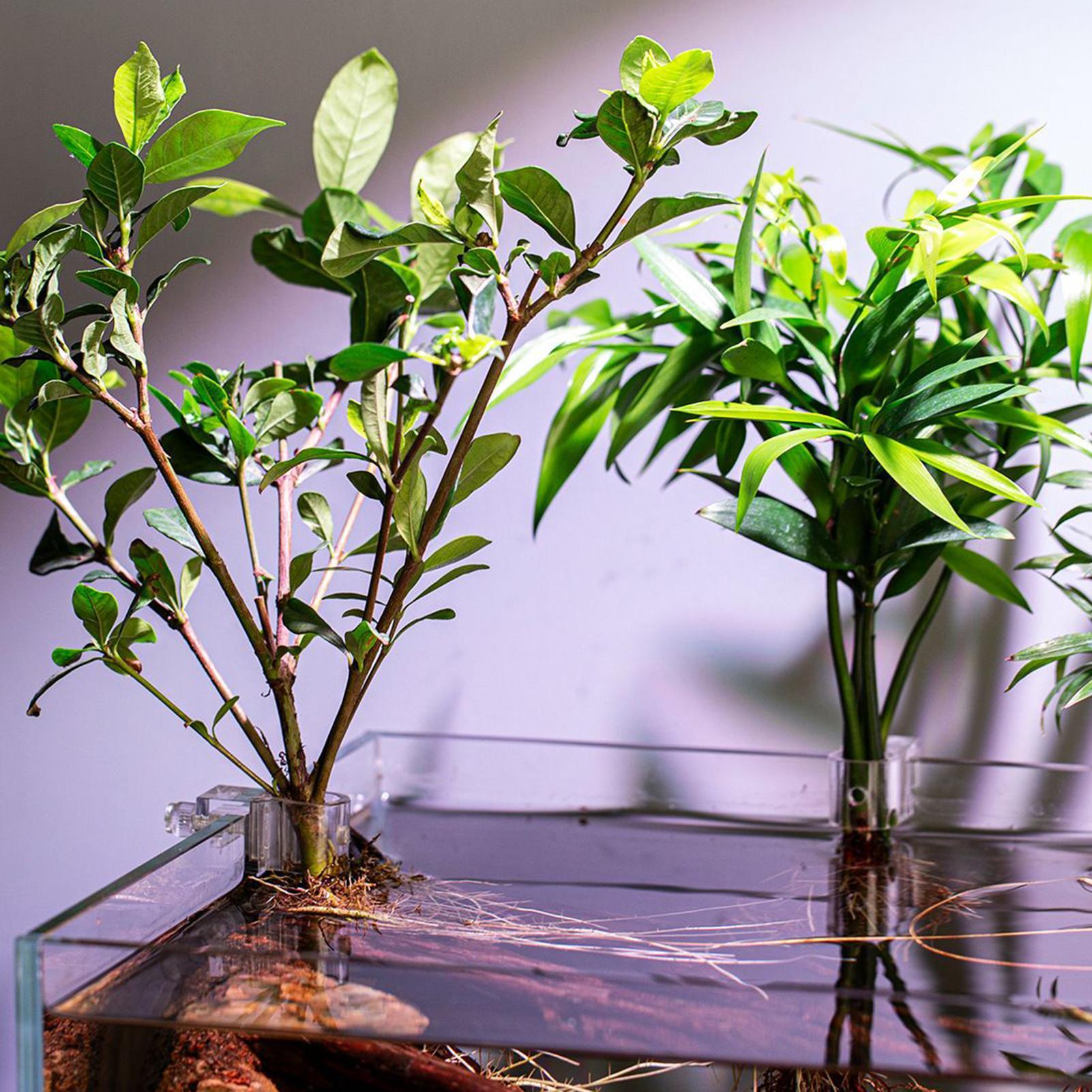 Набор из 6 прозрачных подставо – обзор и цена Aquarium Plant Live