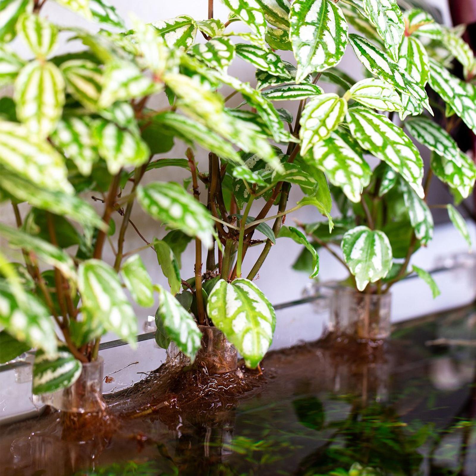 Набор из 6 прозрачных подставо – обзор и цена Aquarium Plant Live