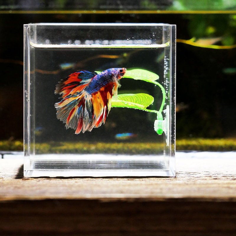 Искусственный декоративный лис – обзор и цена Planted Aquarium Betta