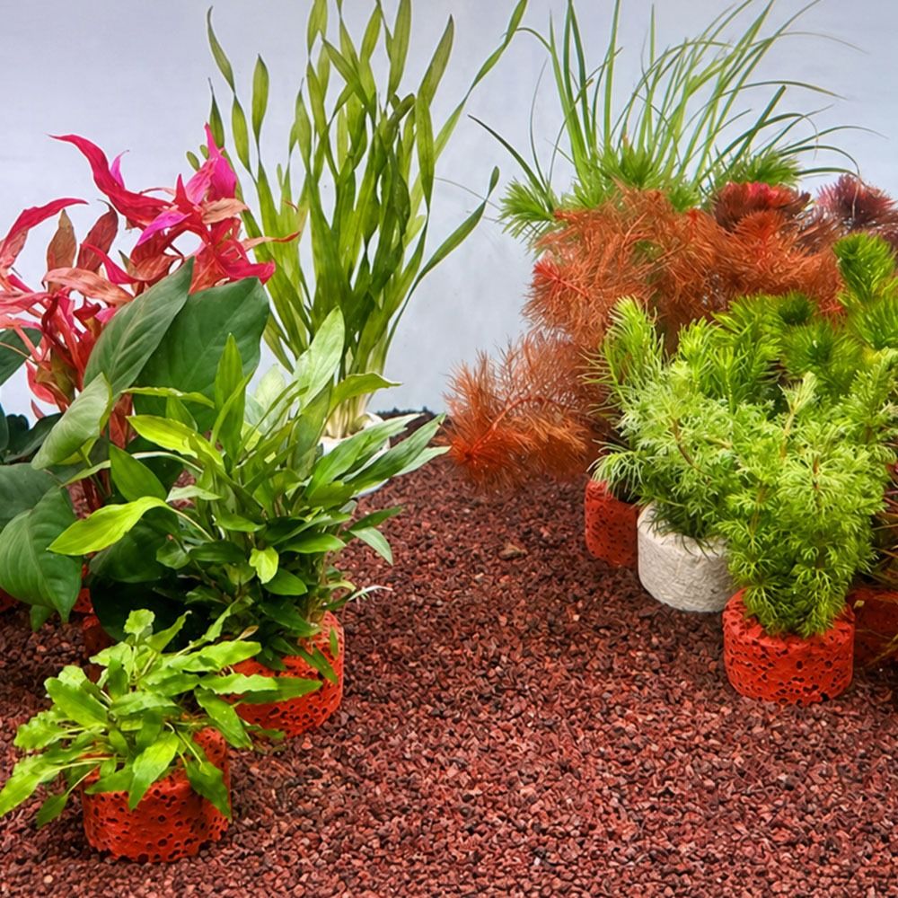 10 шт. утяжеленных колец для ф – обзор и цена Planted Aquarium Pictures