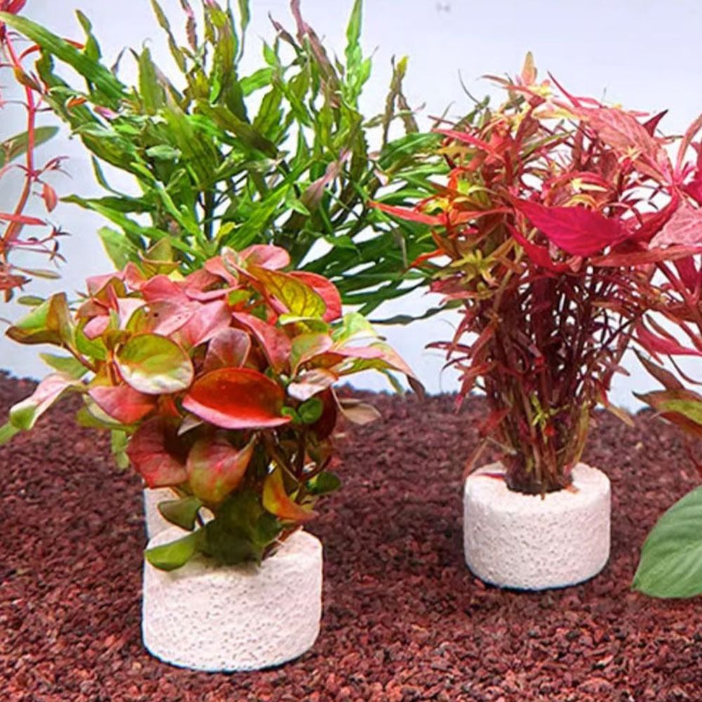10 шт. утяжеленных колец для ф – обзор и цена Planted Aquarium Pictures