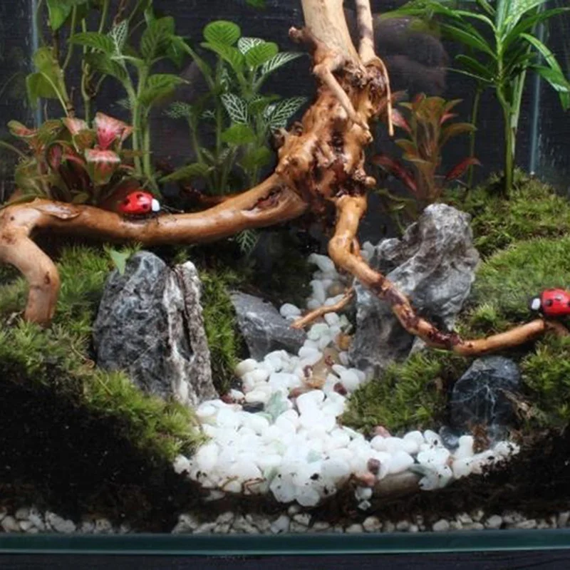 Натуральный ствол дерева, коря – обзор и цена Planted Aquarium Making